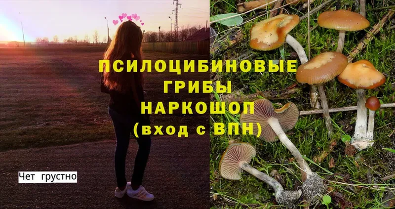 Псилоцибиновые грибы Psilocybine cubensis  Высоковск 